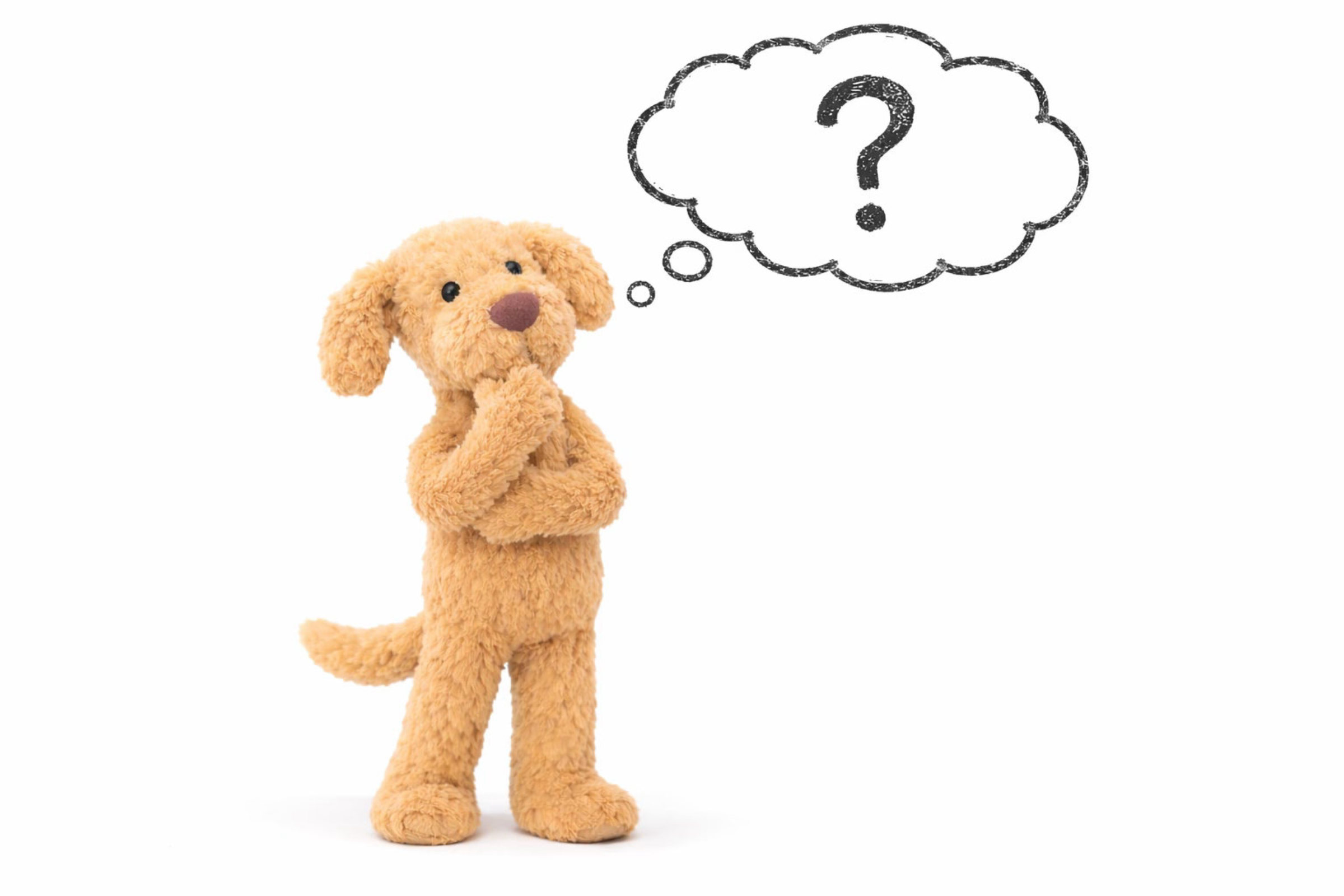 Momo on the FAQ page